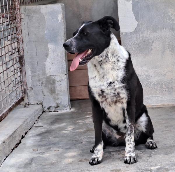Femmina 4/5anni nera/bianca salvata 3anni fa.PUGLIA Foto 6